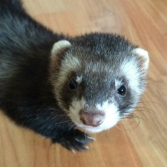 Анна Щеголихина, 22.11, Москва