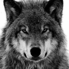 Ali Aliyev, 04.11.1982, Москва