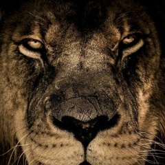 Xanlarskiy Xanlarskiy, 29.07