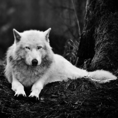 Тимур Раджабов, 09.04