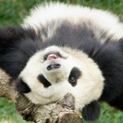 Денис Василенко, Снежное