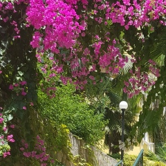 Яна Пан, 31.01