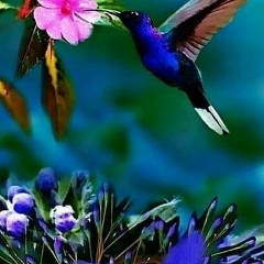 Роза Ветров