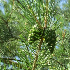 Петр Масленников, 08.11.1982, Санкт-Петербург