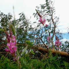 Юрий Филин, 02.08.1920, Киев