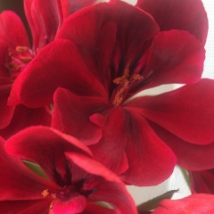 Алла Петрова, Кисловодск