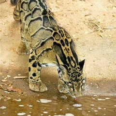 ဆူး လွည္း, 16.02.1980