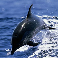 Андрей Корнеев, 26.08.2001, Москва