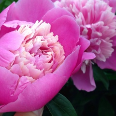 Улдана Сулейменова, 05.12.1925, Алматы