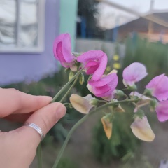 Валя Никольская, 27.04, Калининград