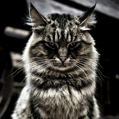 Тургут Гасанов, 17.04.1993