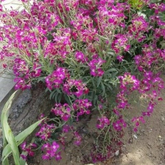 Эмин Тагизаде, 25.12.1980, Баку