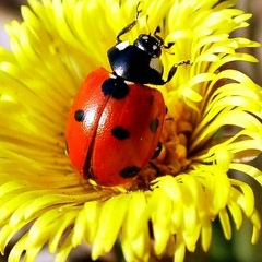 Надия Авдимова, Каменка