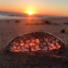 Лалика Паркер, 26.06