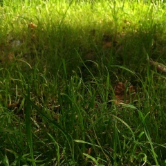 Ренат Сафиулин, 01.04.1978, Москва