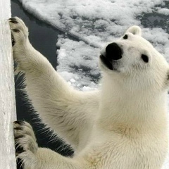 Василий Жариков, Мончегорск