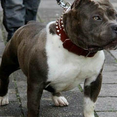 Дима Саратовский, 08.10.1922, Бишкек