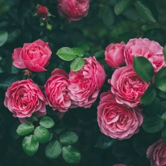 Лєна Матковська, 04.06, Черновцы