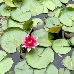 Диана Сулейманова, 22.08.1988, Москва