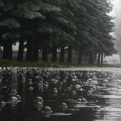 Роман Xxxx, Санкт-Петербург