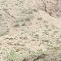 Vladilen Koryakov, 02.04.1982, Алматы