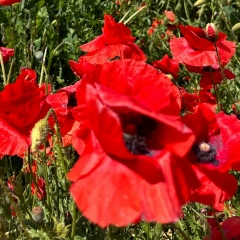 Елена Небесная, Краснодар