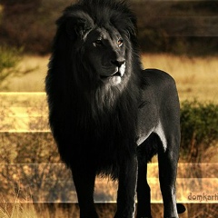 Виктор Плюшанков, 01.08, Канск