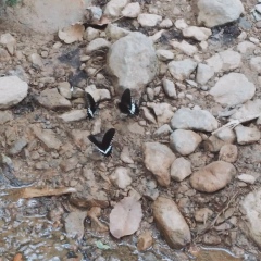 Aung Kyaw, 10.12.1994