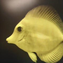 Мария Лапухина, Санкт-Петербург