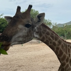 Татьяна Танина, Новокузнецк