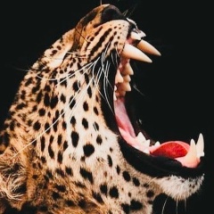 Надир Абдель-Кадер, 05.11, Алматы