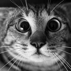 Вячеслав Фёдоров, Новокузнецк