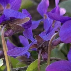 Елена Власова, Электросталь