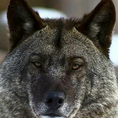 Валентин Бабичев, 03.11.1983, Санкт-Петербург