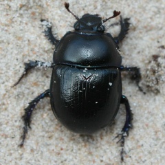 Николай Анемподистов, 06.08.1980, Санкт-Петербург