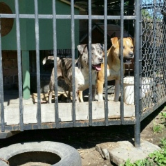 Коля Чокан, 06.11, Черновцы