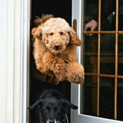 Полумна Лавгуд, 08.10.1989, Ростов-на-Дону