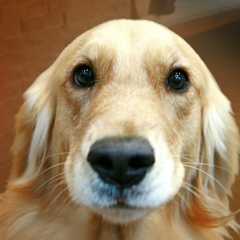 Айназик Эркинбекова