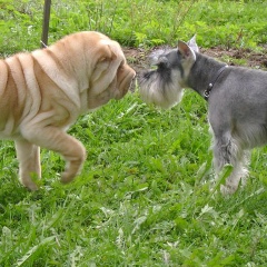 Алексей Соловьев, 25.04.1963, Санкт-Петербург