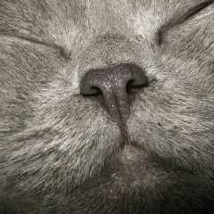 Кузьма Тигрович, 17.05.2005, Санкт-Петербург