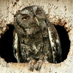 Асель Форт, 21.03.1982, Алматы