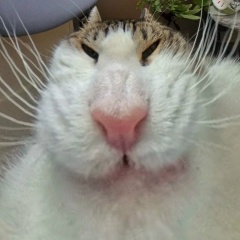 Дмитрий Жуков, Костомукша