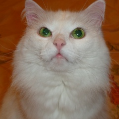 Михаил Соколов