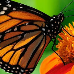 Валерия Ульянова, 30.11, Санкт-Петербург