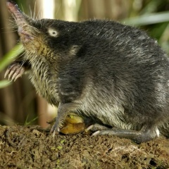 Nataly S, Санкт-Петербург