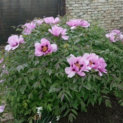 Екатерина Вивсик, 12.09