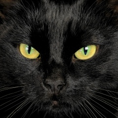 Кирилл Котовский