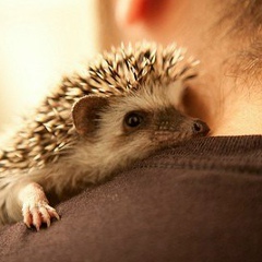 Роман Соколов, 30.05.1980, Санкт-Петербург