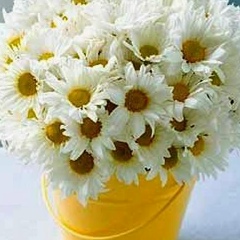 Елена Шнайдер, 05.03.1956