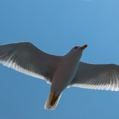 Елена Баринова, Саратов